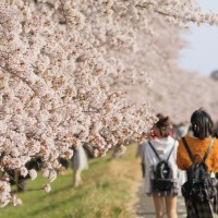 桜満開のイメージ