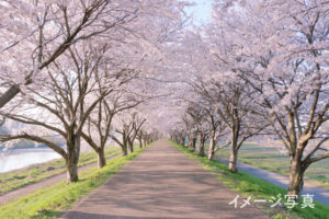 桜並木のイメージ画像