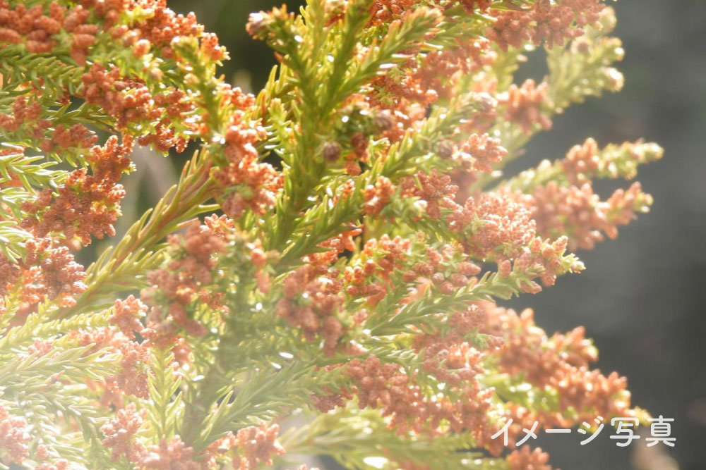 スギ花粉のイメージ画像