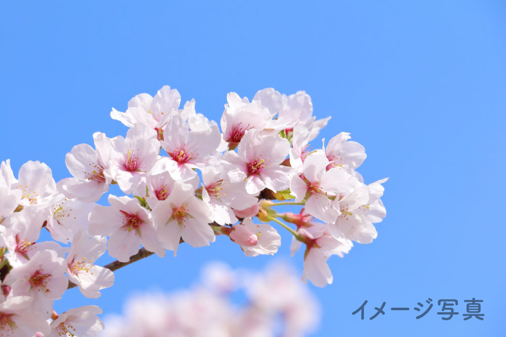 ソメイヨシノ満開イメージ画像